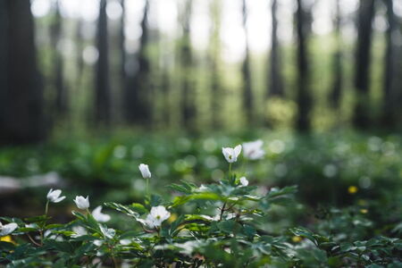 Frühblüher im Hainich