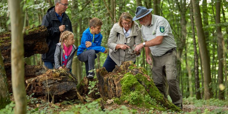 Ranger zeigt Großeltern und Enkelkindern im Nationalpark Hainich die Geheimnisse des Waldes