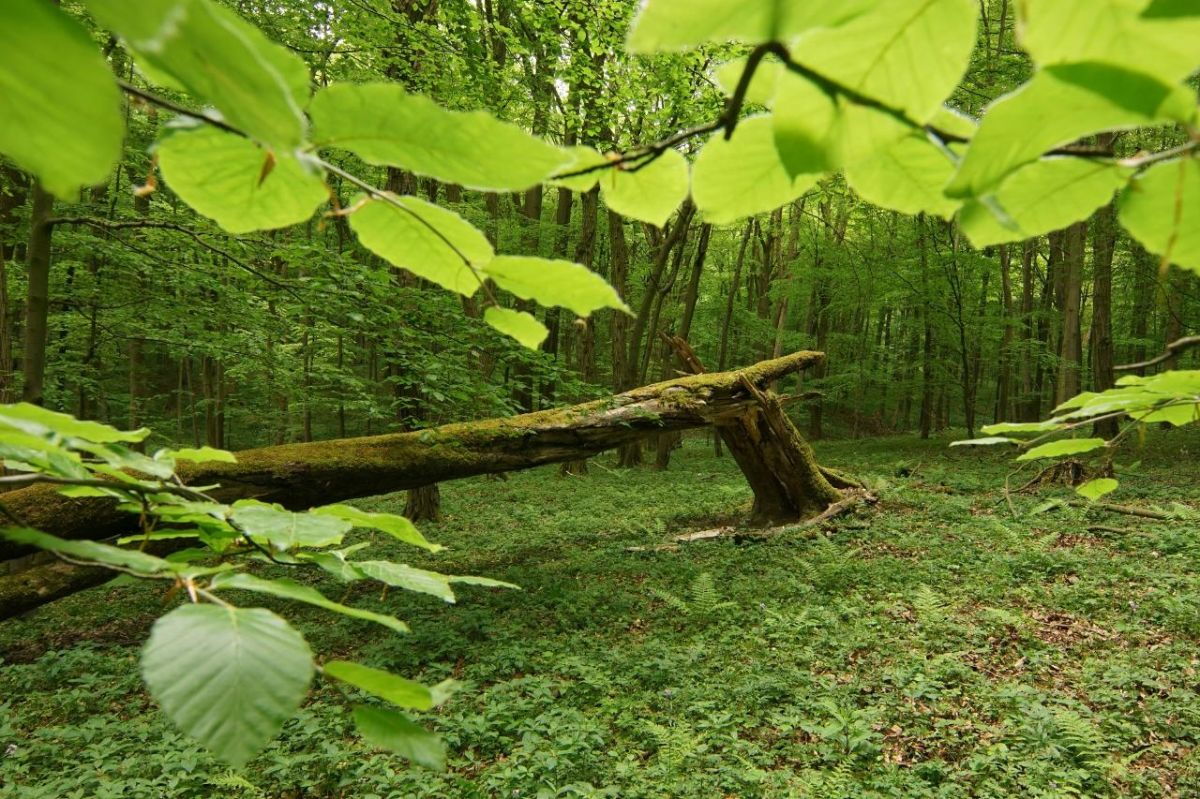 grüne Impression aus dem Nationalpark Hainich