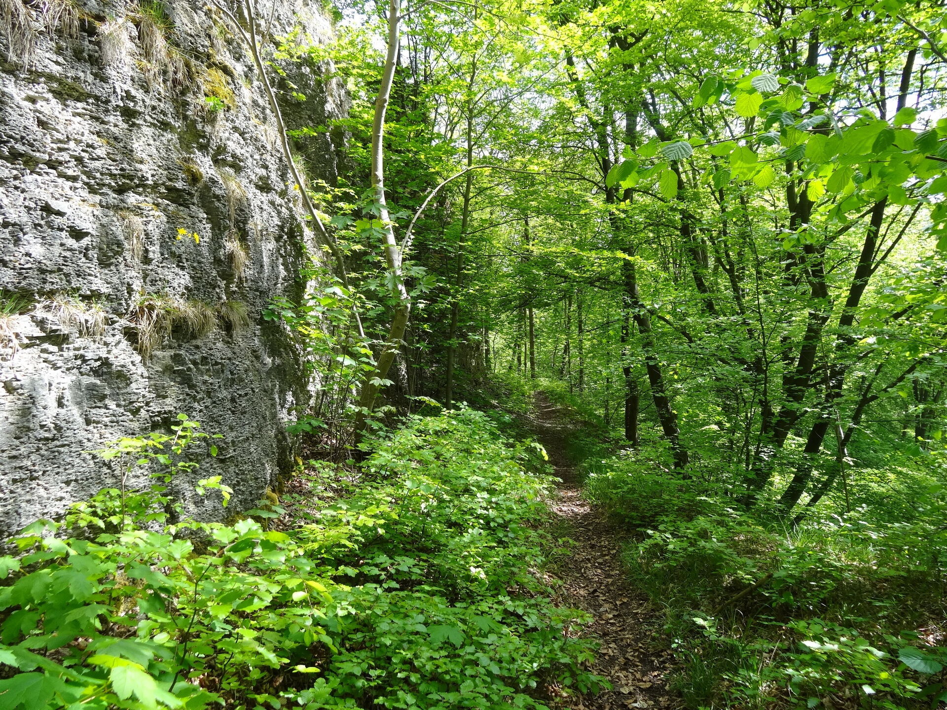 Waldpfad entlang einer Felswand am Premium-Wanderweg P15