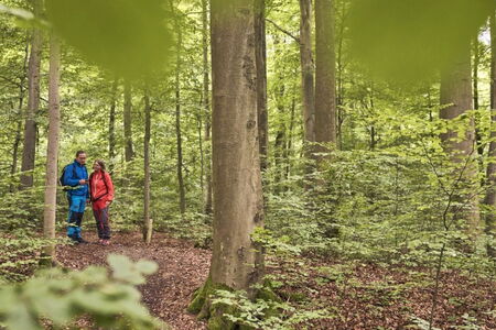 Im Nationalpark Hainich